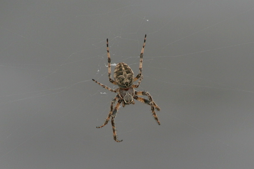 Larinioides sp.